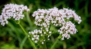 Baldrian (Valeriana officinalis)