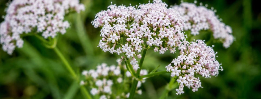 Baldrian (Valeriana officinalis)