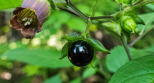 Tollkirsche (Atropa belladonna): Wirkung, Giftigkeit
